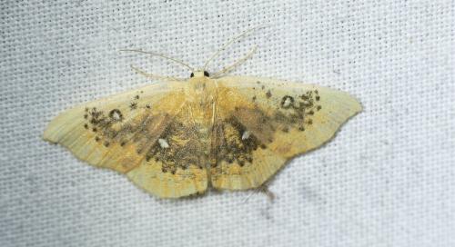Réf. 268 280 : Cyclophora albiocellaria albiocellaria